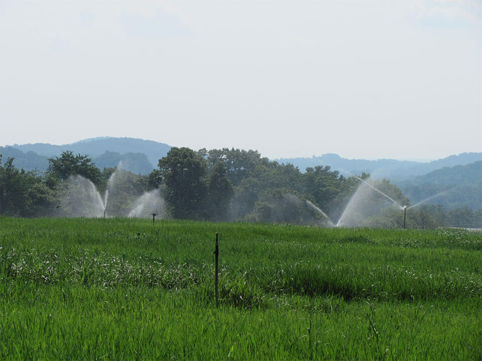 sprinklers watering a field