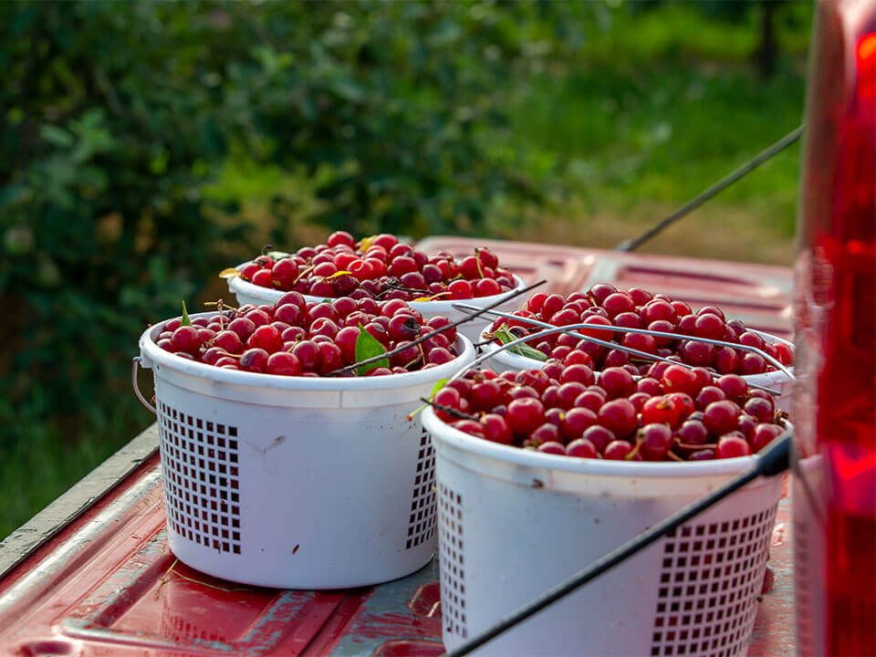 buckets of red picked cherries