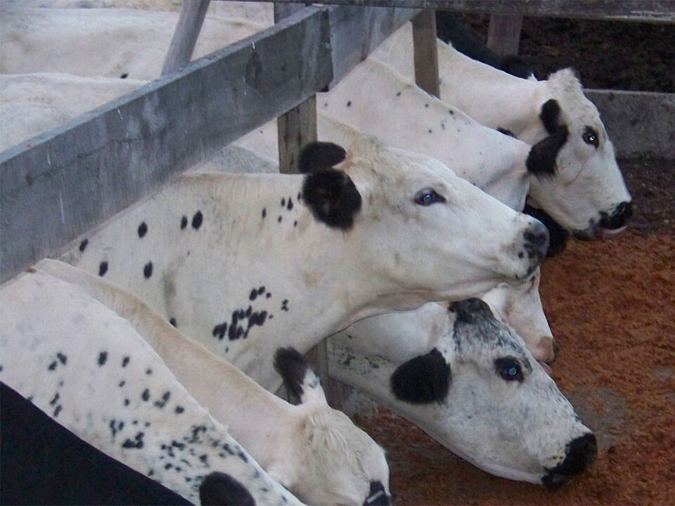 cows feeding on farm