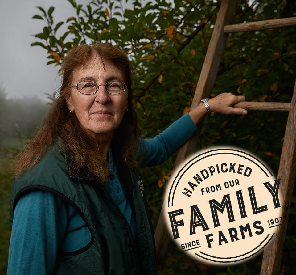 apple farmer handpicking apples standing with ladder