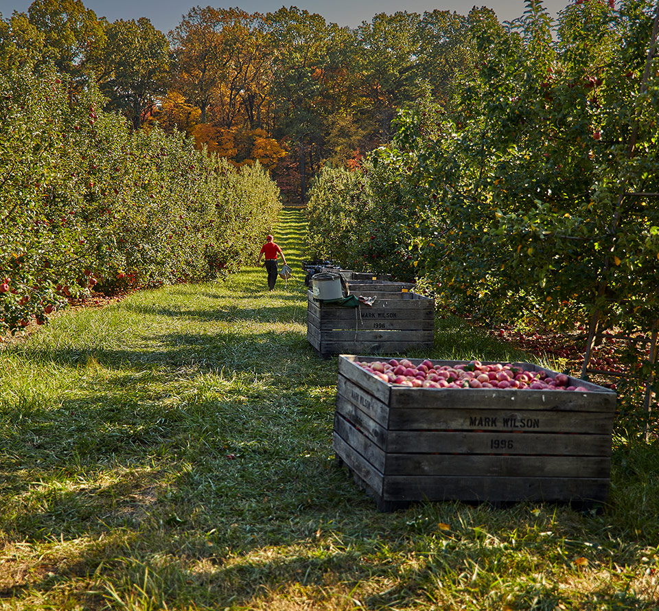 homepage hero apple orchard