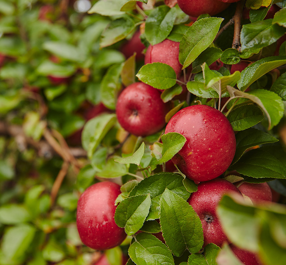 red apples closeup at apple farm